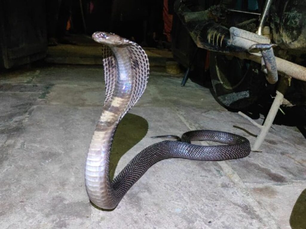 King Cobra - घरवाले हुए घर के अंदर कैद ,दरवाजे पर पहरा दे रहा खतरनाक किंग कोबरा ,बैतूल 1 cobra