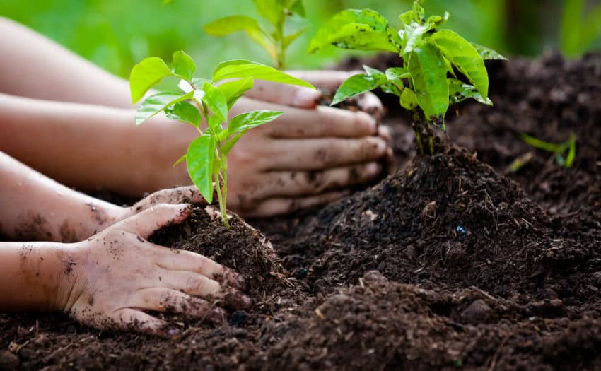 मुफ्त बिजली - घर में प्रति पेड़ लगाने पर मिलेगी 5 यूनिट मुफ्त बिजली,राज्य सरकार की नई घोषणा 1 shutterstock_649766830-850x525