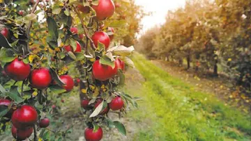 apple farming