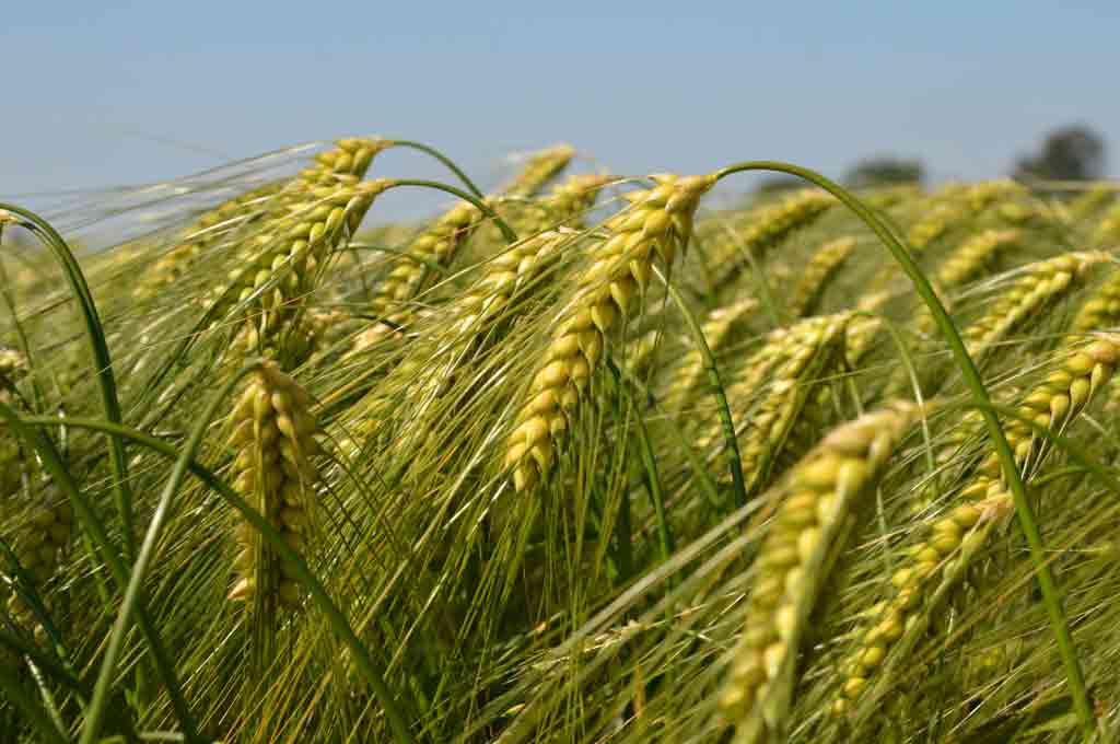 wheat farming