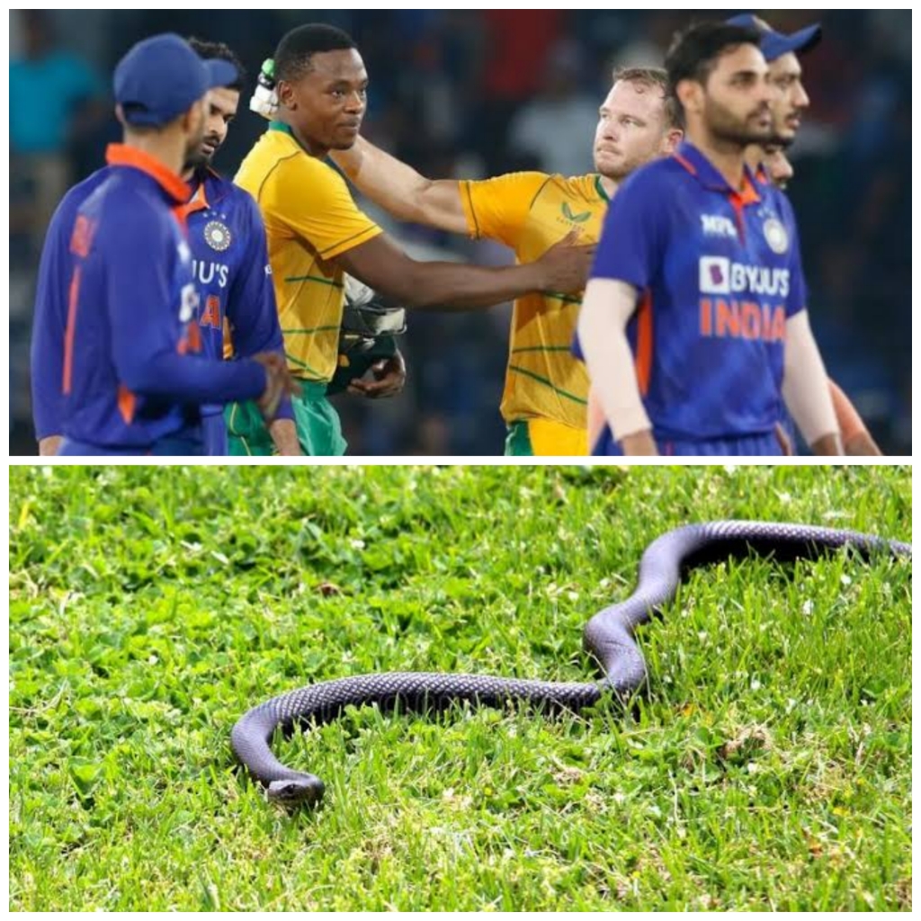 सांप ने भी Ind Vs SA T20 Match 2022 में दिखाया अपना रंग, दर्शक हुए हक्केबक्के ! खिलाड़ियों को भी दिखाया बाहर का रास्ता ? 1 PicsArt_10-03-02.24.10