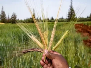Barley Cultivation 2022