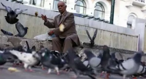 pigeon feeding diseases caused by pigeon droppings
