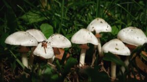 1416203-mushroom-farming-business-idea