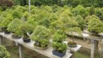 Farming of Bonsai Plant सिर्फ 2 हजार का खर्चा कर  4 लाख रुपए तक कमाए, जानिए कैसे!