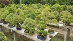 1435346 bonsai plant farming4 1