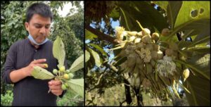 Butter Tree च्यूरा के पेड़ से बनता है घी, हर हिस्से में है औषधीय गुण!