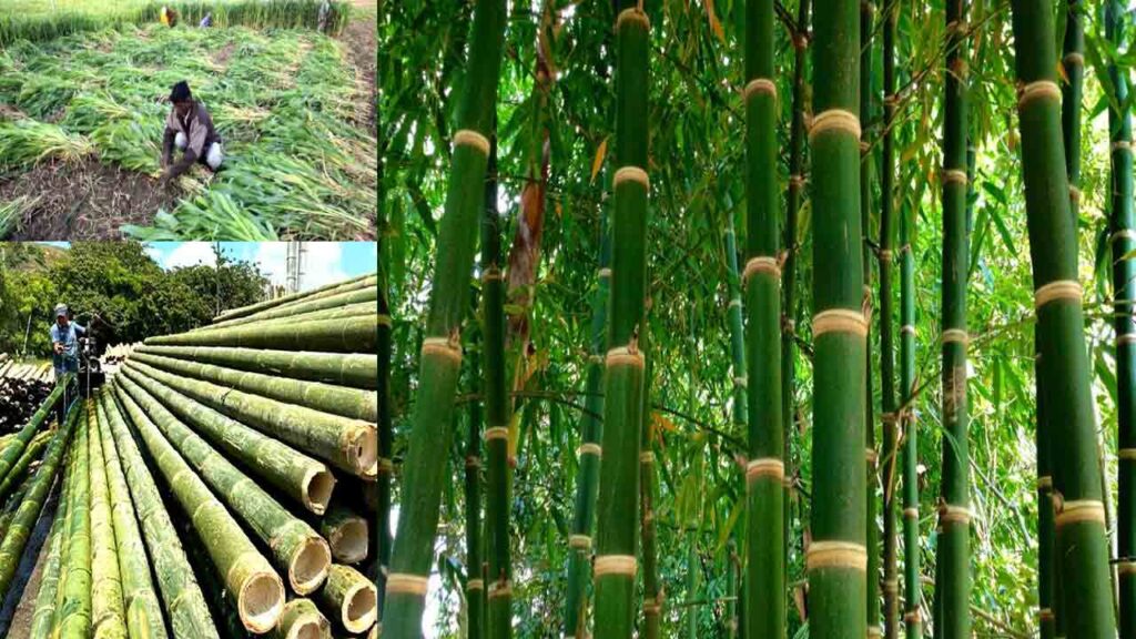 Bamboo Cultivation