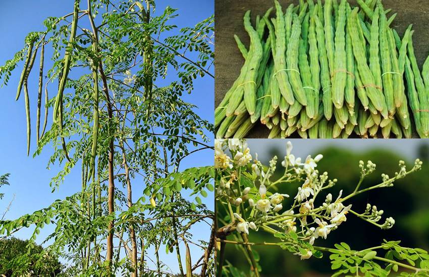 benefits-of-drumstick-in-hindi