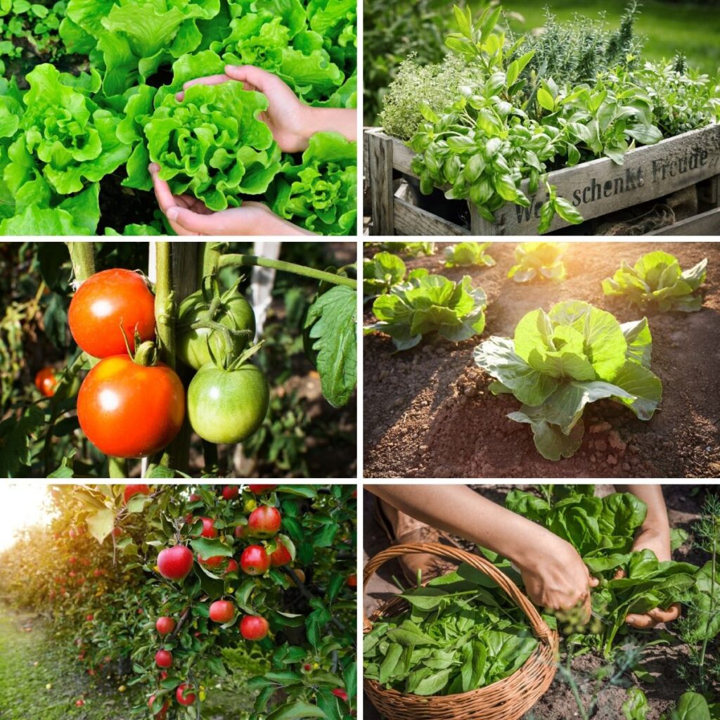 Home Garden होम गार्डन के लिए ऐसे तैयार करें उपजाऊ मिट्टी, लगेगी भरपूर फल और सब्जियां 1 Home Garden होम गार्डन के लिए ऐसे तैयार करें उपजाऊ मिट्टी, लगेगी भरपूर फल और सब्जियां