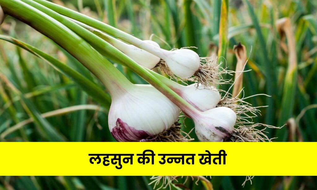 Top Garlic variety लहसुन की उन्नत किस्में, उपज क्षमता 175 क्विंटल प्रति हेक्टेयर तक! 2 garlic cultivation