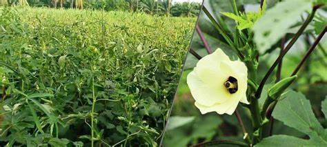 Okra Farming भिंडी की उन्नत किस्म से किसानो को डेढ़ महीने में मिलेगी बंपर पैदावार, जानिए इसकी ख़ासियत और खेती करने का तरीका 3 image 135