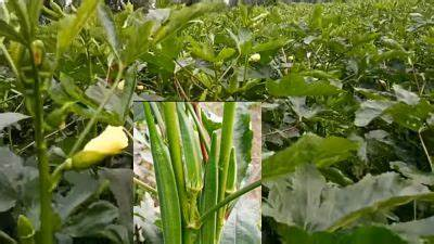 Okra Farming भिंडी की उन्नत किस्म से किसानो को डेढ़ महीने में मिलेगी बंपर पैदावार, जानिए इसकी ख़ासियत और खेती करने का तरीका 2 image 136