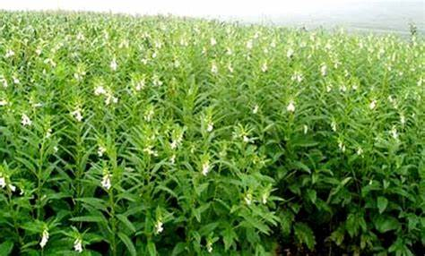 Okra Farming भिंडी की उन्नत किस्म से किसानो को डेढ़ महीने में मिलेगी बंपर पैदावार, जानिए इसकी ख़ासियत और खेती करने का तरीका 4 image 137