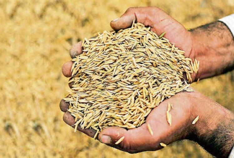 Purchase of Paddy किसानों के लिए अच्छी खबर, 28 नवंबर से शुरू होगी धान खरीदी, मिलेगी ये सुविधाए 2 image 170