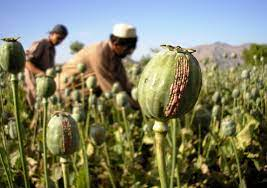 Poppy Cultivation अफीम की खेती के लिए क्यों लेना पड़ता है सरकारी लाइसेंस, कौन कर सकता है खेती? जानिए सम्पूर्ण जानकारी! 2 image 182