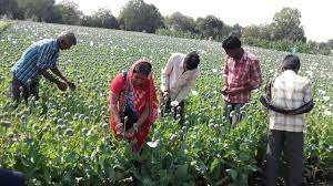 Poppy Cultivation अफीम की खेती के लिए क्यों लेना पड़ता है सरकारी लाइसेंस, कौन कर सकता है खेती? जानिए सम्पूर्ण जानकारी! 3 image 184