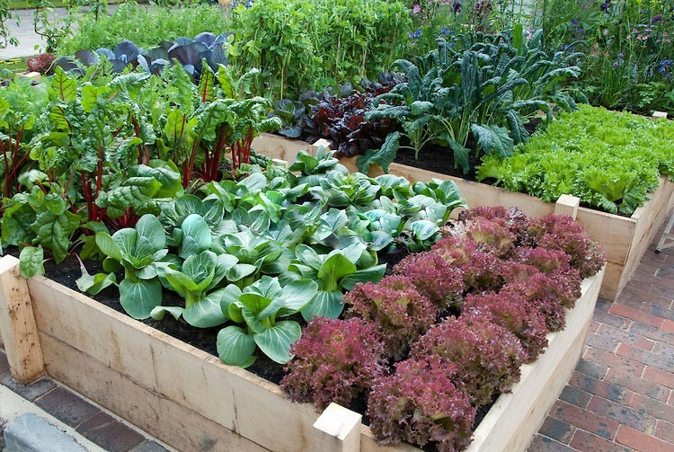 Home Garden होम गार्डन के लिए ऐसे तैयार करें उपजाऊ मिट्टी, लगेगी भरपूर फल और सब्जियां 3 image 189