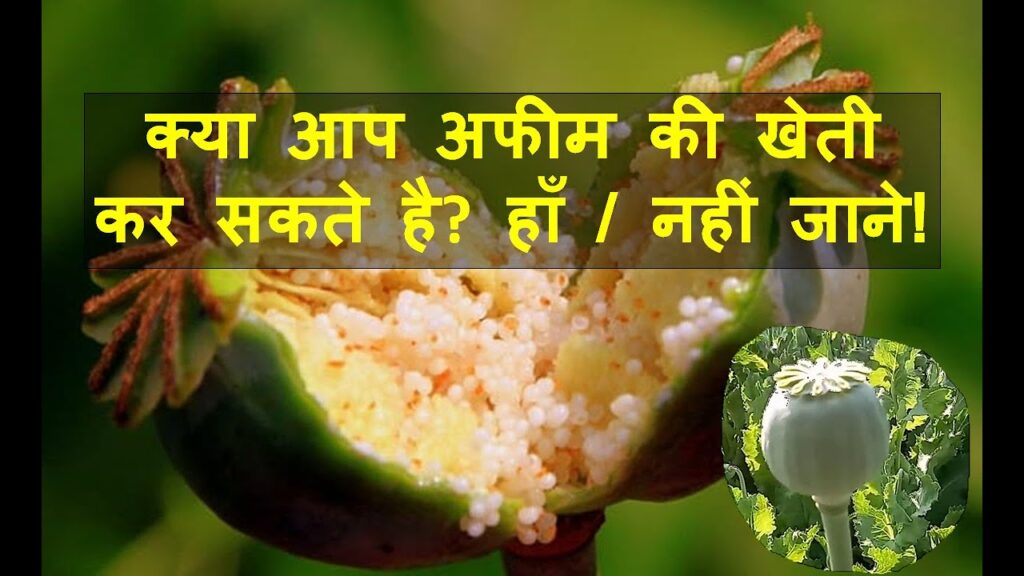 Poppy Cultivation अफीम की खेती के लिए क्यों लेना पड़ता है सरकारी लाइसेंस, कौन कर सकता है खेती? जानिए सम्पूर्ण जानकारी! 1 Poppy Cultivation अफीम की खेती के लिए क्यों लेना पड़ता है सरकारी लाइसेंस, कौन कर सकता है खेती? जानिए सम्पूर्ण जानकारी!
