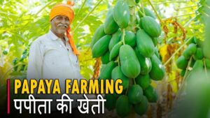 Papaya farming