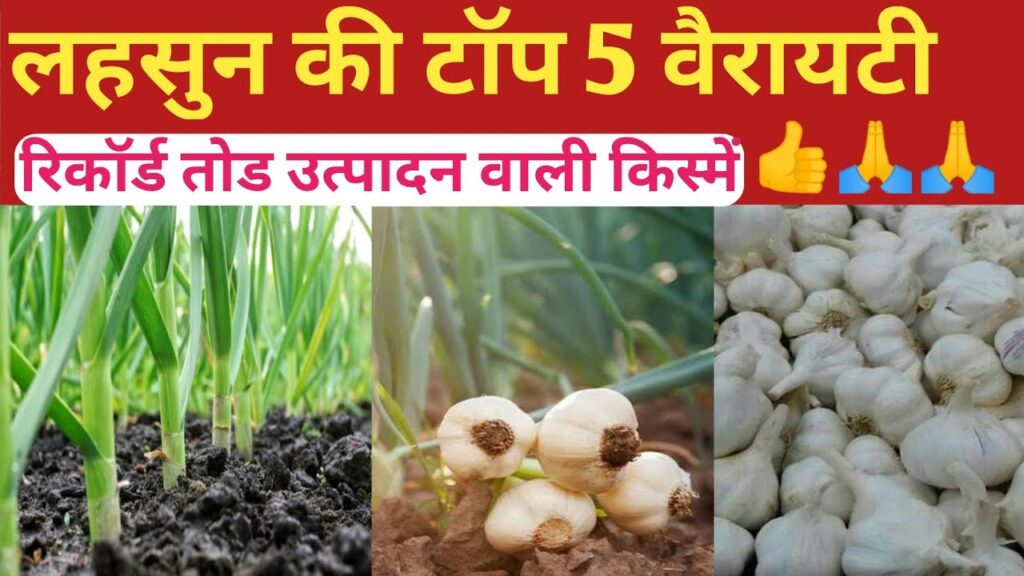 Top Garlic variety लहसुन की उन्नत किस्में, उपज क्षमता 175 क्विंटल प्रति हेक्टेयर तक! 1 लहसुन की उन्नत किस्में
