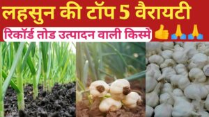 लहसुन की उन्नत किस्में