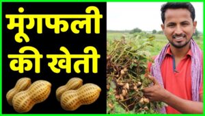 Groundnut Cultivation मूंगफली की उन्नत किस्में और खेती की तकनीक, जिससे दोगुना होगा उत्पादन