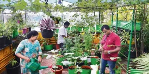 terrace gardening in india