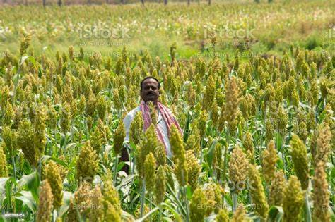 Millet farmer