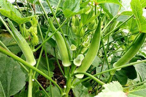 Okra Farming भिंडी की उन्नत किस्म से किसानो को डेढ़ महीने में मिलेगी बंपर पैदावार, जानिए इसकी ख़ासियत और खेती करने का तरीका 1 th-2022-11-21T123734.201