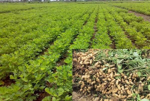 Groundnut Farming