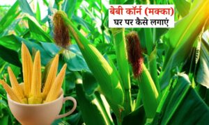 How To Grow Baby Corn At Home