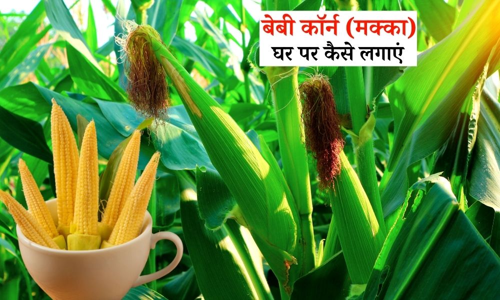 Baby Corn Cultivation बेबी कॉर्न की खेती का ऐसा तरीका, जो देगा लागत से 4 गुना ज्यादा मुनाफा! 1 Baby Corn Cultivation बेबी कॉर्न की खेती का ऐसा तरीका, जो देगा लागत से 4 गुना ज्यादा मुनाफा!