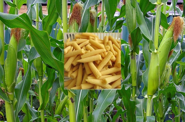 Baby Corn Cultivation बेबी कॉर्न की खेती का ऐसा तरीका, जो देगा लागत से 4 गुना ज्यादा मुनाफा! 4 image 38