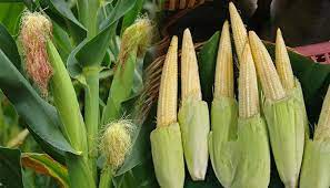 Baby Corn Cultivation बेबी कॉर्न की खेती का ऐसा तरीका, जो देगा लागत से 4 गुना ज्यादा मुनाफा! 3 image 39