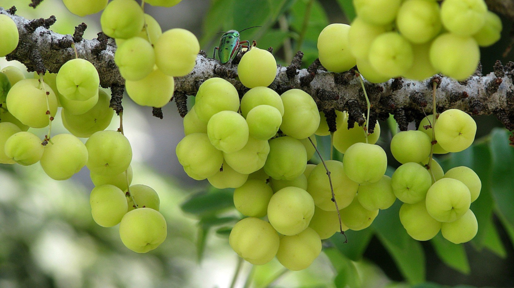 Gooseberry Farming आंवले की ऐसी फायदेमंद खेती, जो एक बार लगाने पर जिंदगी भर देगी छप्पर फाड़ मुनाफा! 2 image 70