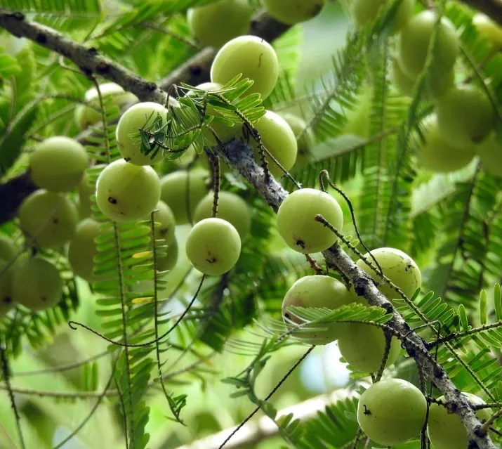 Gooseberry Farming आंवले की ऐसी फायदेमंद खेती, जो एक बार लगाने पर जिंदगी भर देगी छप्पर फाड़ मुनाफा! 4 image 71