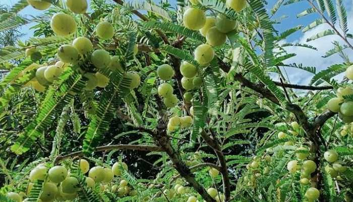 Gooseberry Farming आंवले की ऐसी फायदेमंद खेती, जो एक बार लगाने पर जिंदगी भर देगी छप्पर फाड़ मुनाफा! 3 image 72
