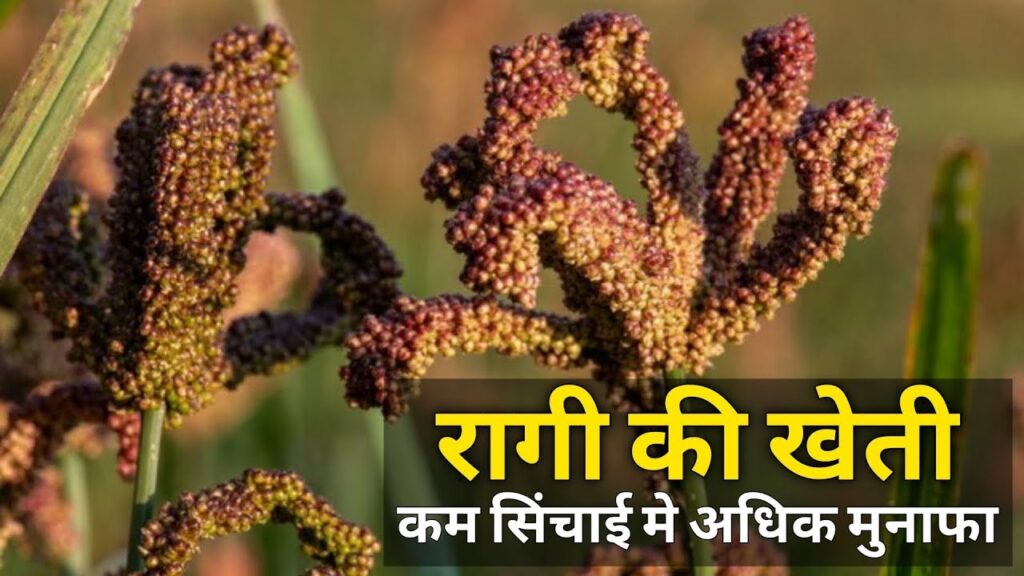 Cultivation of Ragi