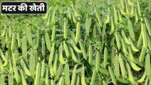 Pea Farming दिसंबर में करें मटर की उन्नत खेती, कम समय में मिलेगा अच्छा मुनाफा