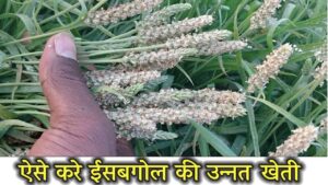 Cultivation of Isabgol इस बार खेत में लगायें ईसबगोल,  होगा बम्पर मुनाफा!