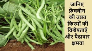 French bean Cultivation फ्रेंचबीन की खेती देगी छप्पर फाड़ मुनाफा, ऐसे करें उन्नत किस्म की खेती!