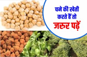 Gram Crop चने की फसल को प्रभावित करने वाले रोग एवं एकीकृत प्रबंधन