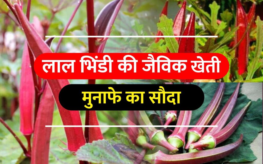 Red okra farming अब भारत में भी हो रही लाल भिंडी की खेती, इस तरह खेती कर कमाएं 2 गुना मुनाफा