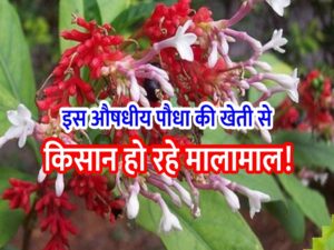 Cultivation of Sarpagandha 80 हजार रुपए खर्च कर शुरू करें सर्पगंधा की खेती, 4 हजार रुपए किलो बिक रहा है बीज