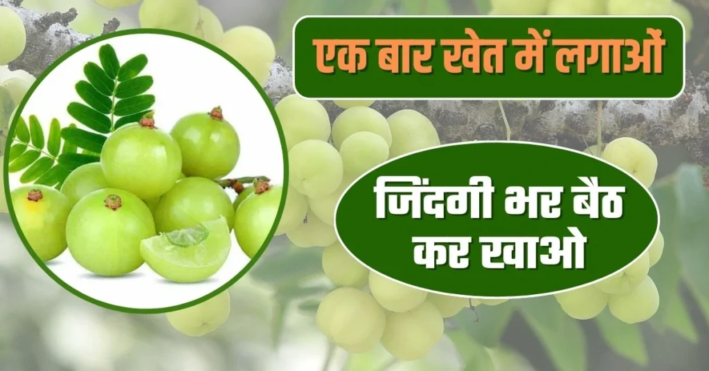 Gooseberry Farming आंवले की ऐसी फायदेमंद खेती, जो एक बार लगाने पर जिंदगी भर देगी छप्पर फाड़ मुनाफा! 1 Gooseberry Farming आंवले की ऐसी फायदेमंद खेती, जो एक बार लगाने पर जिंदगी भर देगी छप्पर फाड़ मुनाफा!