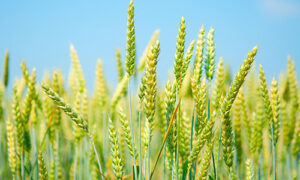 wheat-green-500x300
