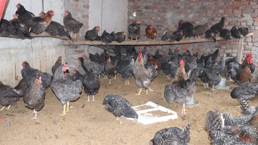 मुर्गी की इस नस्ल से होगी लाखो की कमाई, देती है 250 से 300 अंडे 2 ggggg
