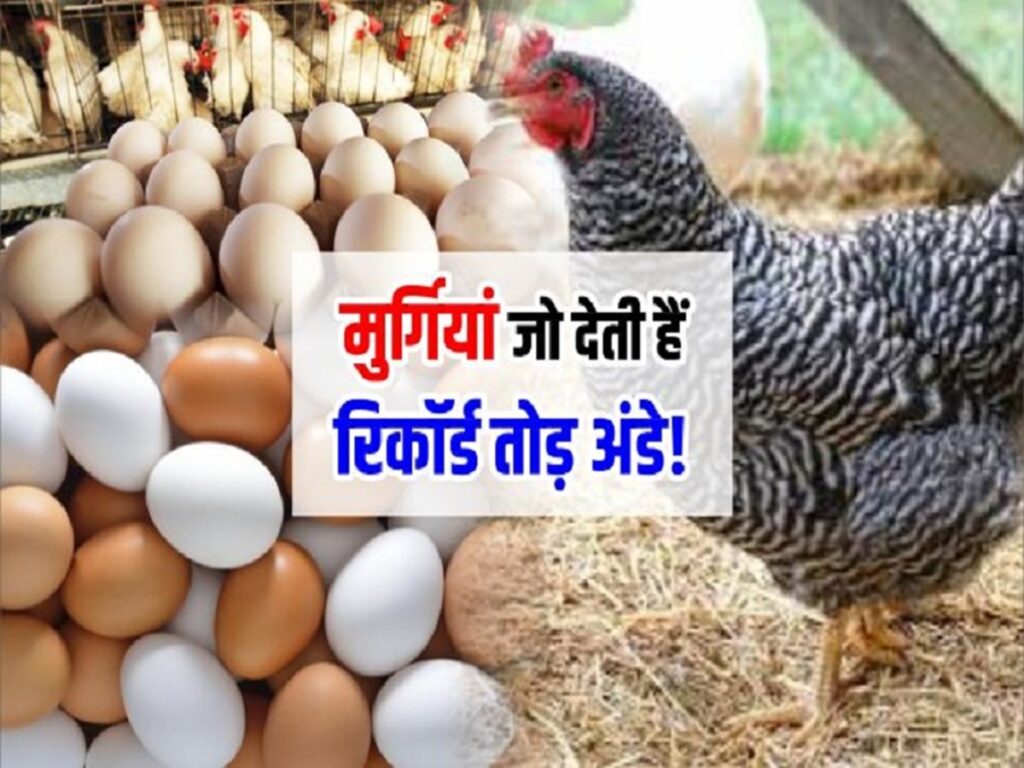 मुर्गी की इस नस्ल से होगी लाखो की कमाई, देती है 250 से 300 अंडे 4 portal thumbnail mar 2022 2