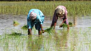 Government Scheme: सरकार लाया है किसानों के लिए एक बेहतर योजना बिना धन की खेती के मिलेगा₹7000 प्रति एकड़